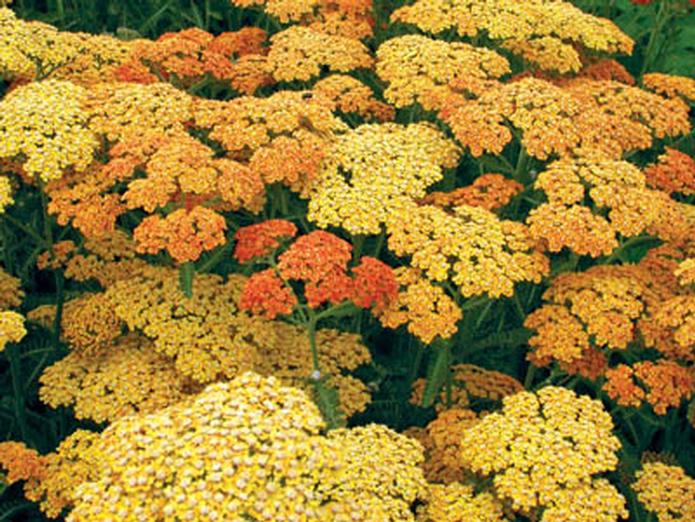 Achillea Millefolium Terracota