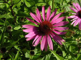 Echinacea Purpurea