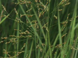 Panicum Virgatum