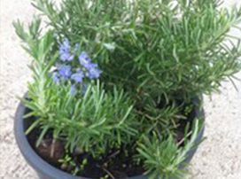 Rosmarinus Officinalis Postratus