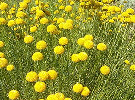 Santolina Rosmarinifolia