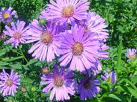 Aster Sp