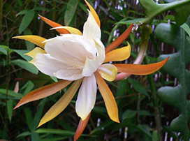Epiphyllum Anguliger