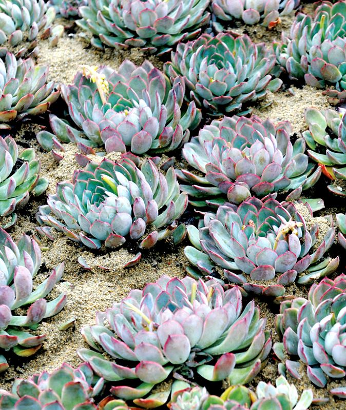 Os Números do Jardim