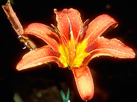 Hemerocallis