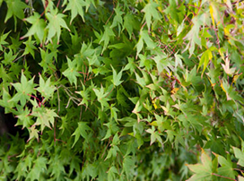 Acer palmatum ‘Aureum’