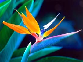 Strelitzia reginae