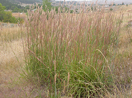 Andropogon gerardii