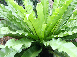 Asplenium nidus