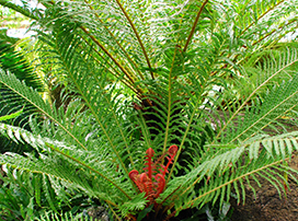 Blechnum brasiliense