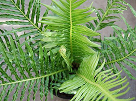 Blechnum gibbum