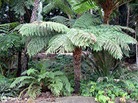 Cyathea australis