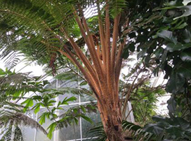 Cyathea brownii