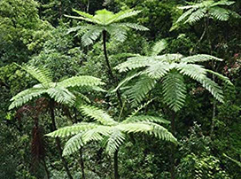 Cyathea cooperi