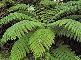 Cyathea medullaris