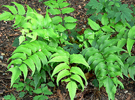 Cyrtomium falcatum