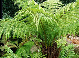 Dicksonia antartica