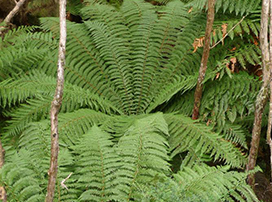 Dicksonia fibrosa