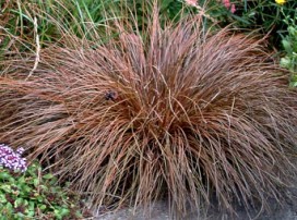 Carex buchananii