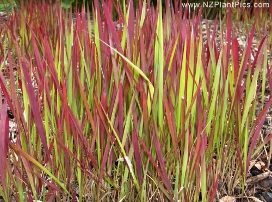 Imperata cilíndrica