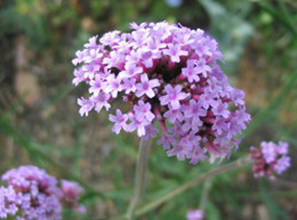 Verbena bonariensis