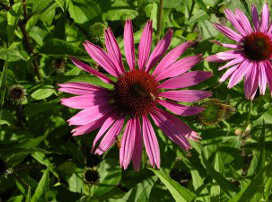 Echinacea purpurea