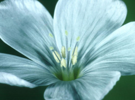 Linum perenne