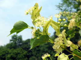 Tilia