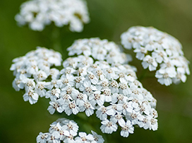 Achillea