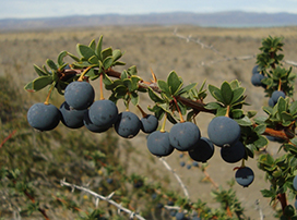 Berberis microphylla