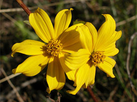 Bidens