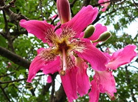 Chorisia speciosa