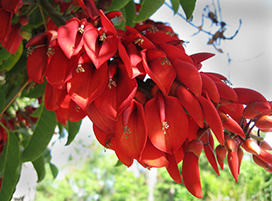 Erythrina crista-galli