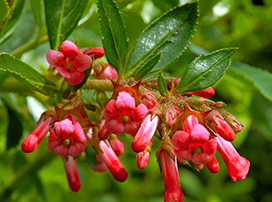 Escallonia macrantha
