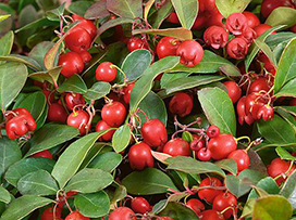 Gaultheria
