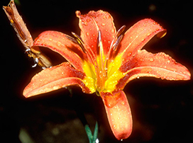 Hemerocallis