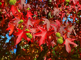 Liquidambar styraciflua