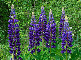 Lupinus