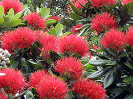 Metrosideros excelsa