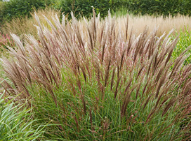 Miscanthus