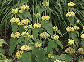 Phlomis russeliana
