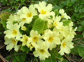 Primula acaulis