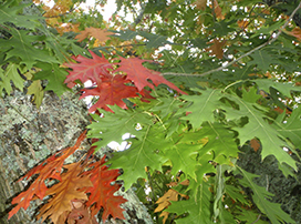 Quercus rubra