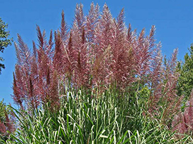 Saccharum officinarum
