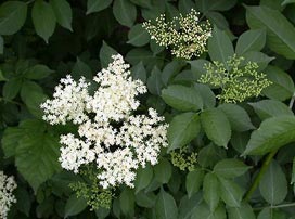 Sambucus nigra