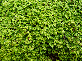 Soleirolia soleirolii