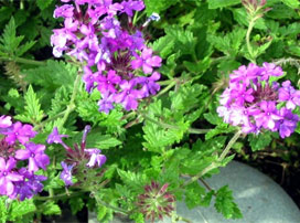 Verbena