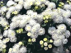 Ageratum Houstonianum