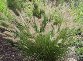 Pennisetum Alopecuroides