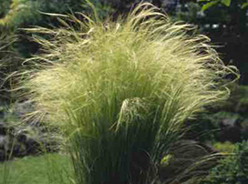 Stipa Tenuissima